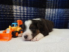 Small Photo #6 Australian Shepherd Puppy For Sale in CANTON, OH, USA