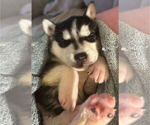 Medium Siberian Husky