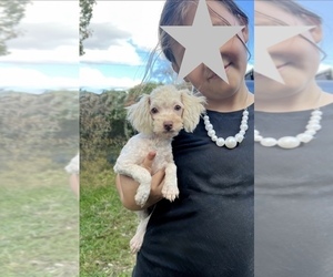 Cavapoo Puppy for sale in JEFFERSONVILLE, IN, USA