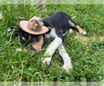 Small #35 Treeing Walker Coonhound Mix