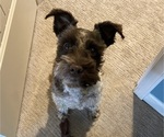 Small Photo #1 Schnauzer (Miniature) Puppy For Sale in PLATTE CITY, MO, USA