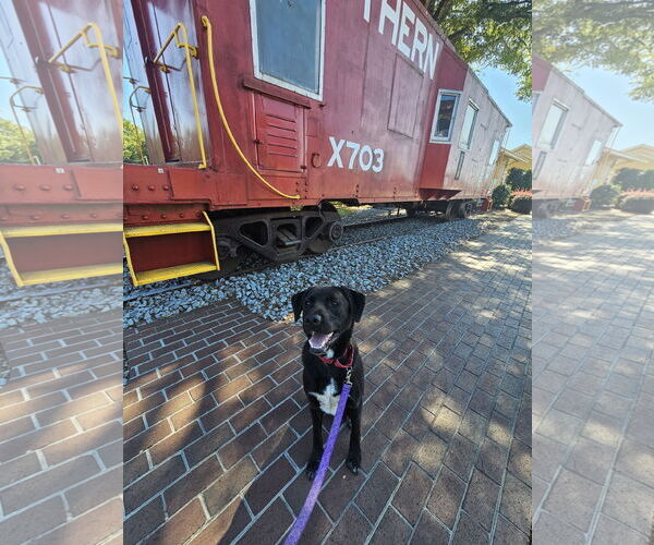 Medium Photo #3 Labrador Retriever-Unknown Mix Puppy For Sale in Thomasville, NC, USA