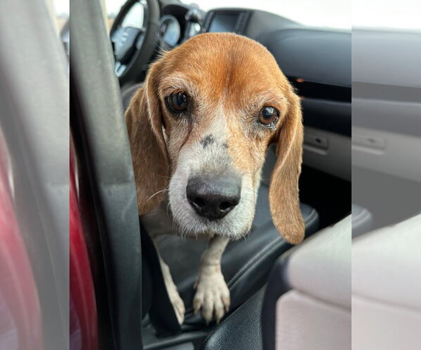 Medium Photo #5 Beagle Puppy For Sale in Dunnellon, FL, USA