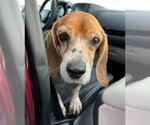 Small #4 Beagle