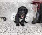 Puppy Buzz Golden Mountain Dog