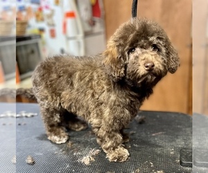 Poodle (Miniature) Puppy for sale in SILVER LAKE, IN, USA