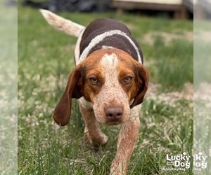 Beagle-Unknown Mix Dogs for adoption in Washington, DC, USA
