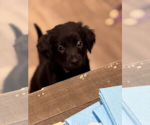 Medium Labrador Retriever Mix