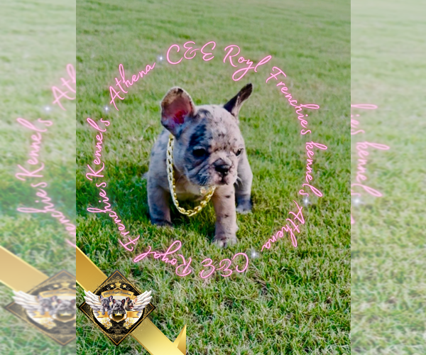 Medium Photo #15 French Bulldog Puppy For Sale in ATHENS, GA, USA