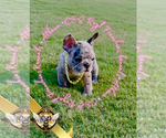 Small #4 French Bulldog