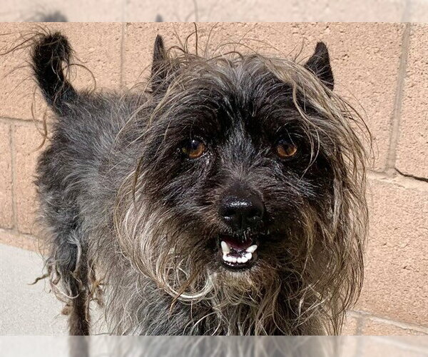 Medium Photo #1 Mutt Puppy For Sale in Moreno Valley, CA, USA