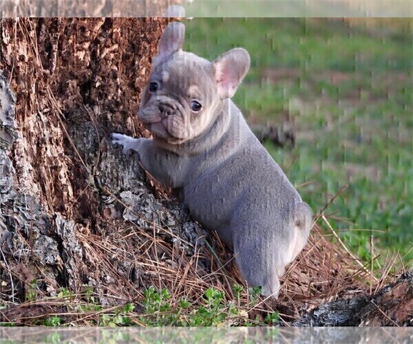 Medium Photo #2 French Bulldog Puppy For Sale in TAMPA, FL, USA