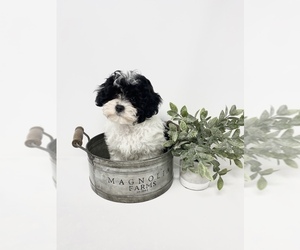 Maltese-Poodle (Toy) Mix Puppy for sale in ROCKY MOUNT, NC, USA