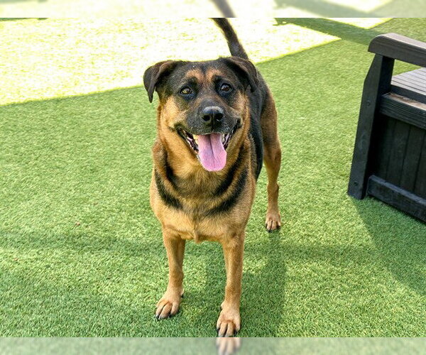 Medium Photo #1 German Shepherd Dog-Unknown Mix Puppy For Sale in Orange, CA, USA