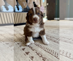 Miniature American Shepherd Puppy for sale in BOWIE, MD, USA