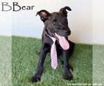 Small #3 American Staffordshire Terrier Mix