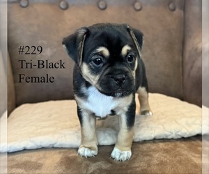 Jug Puppy for sale in LOOMIS, CA, USA