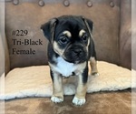 Image preview for Ad Listing. Nickname: 229 tri black