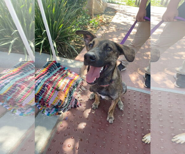 Medium Photo #3 Holland Shepherd-Unknown Mix Puppy For Sale in La Verne, CA, USA