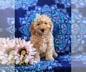 Cock-A-Poo Puppy for sale in KIRKWOOD, PA, USA