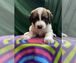 Small Photo #3 Saint Berdoodle Puppy For Sale in WASHINGTON, IA, USA
