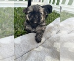 Small Photo #3 Maltipom Puppy For Sale in MIRA LOMA, CA, USA