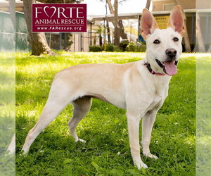 Belle - Female Labrador Retriever-Shiba Inu Mix Dog for Adoption - Photo #5