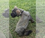 Puppy Baxter Schnauzer (Giant)