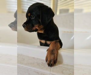 Rottweiler Puppy for Sale in BRADENTON, Florida USA
