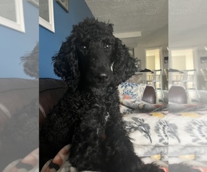 Poodle (Miniature) Puppy for Sale in PORT RICHEY, Florida USA