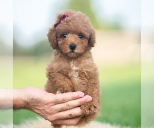 Medium Poodle (Toy)