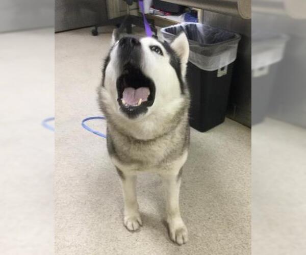Medium Photo #1 Siberian Husky Puppy For Sale in Riverside, CA, USA