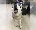 KELLY CLARKSON - Female Siberian Husky Dog for Adoption - Small photo