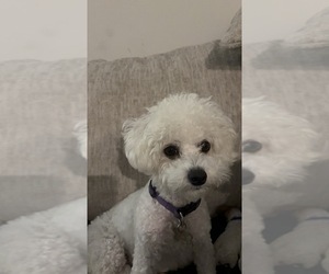 Mother of the Bichon Frise puppies born on 06/20/2025