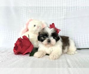 Schnauzer (Miniature) Puppy for sale in ELKTON, KY, USA