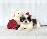 Small Photo #1 Shih Tzu Puppy For Sale in ELKTON, KY, USA