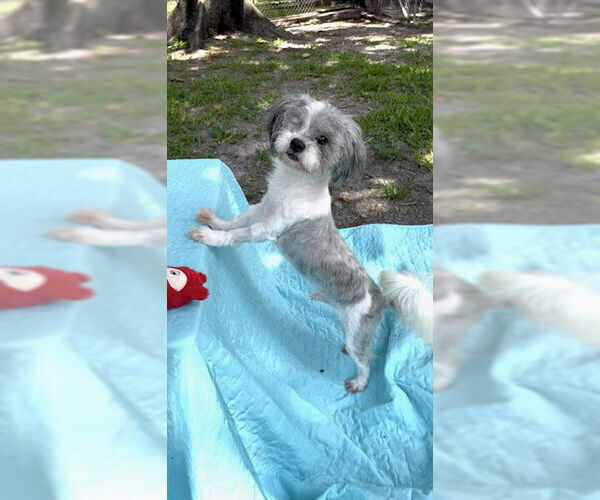 Medium Photo #4 Shih Tzu Puppy For Sale in Weston, FL, USA