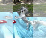 Small #3 Shih Tzu
