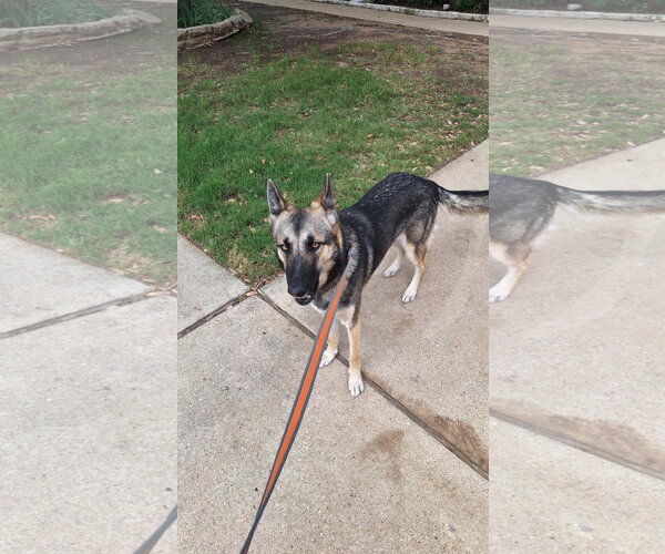Medium Photo #4 German Shepherd Dog Puppy For Sale in Roanoke, TX, USA