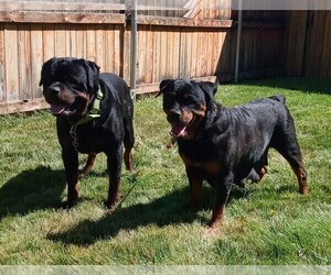 Father of the Rottweiler puppies born on 07/02/2021