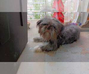 Shih Tzu Dogs for adoption in Lewistown, PA, USA