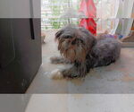 Small Shih Tzu