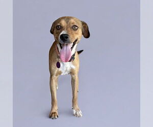 Beagle Dogs for adoption in Menifee, CA, USA