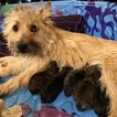 Small Photo #2 Cairn Terrier Puppy For Sale in CLATSKANIE, OR, USA