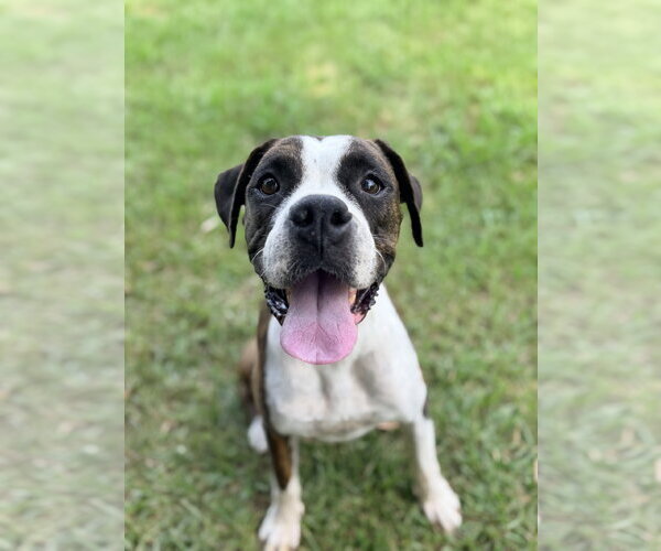 Medium Photo #2 Boxer Puppy For Sale in Dumont, NJ, USA