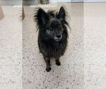 Small #2 Pomeranian