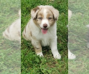 Australian Shepherd Puppy for sale in TYLER, TX, USA