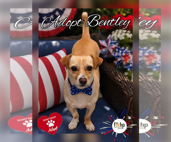 Medium Photo #1 Chihuahua Puppy For Sale in Menifee, CA, USA