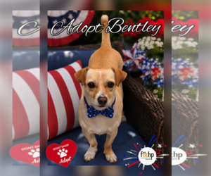 Chihuahua Dogs for adoption in Menifee, CA, USA