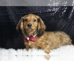 Small #3 Dachshund